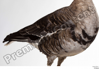 Greater white-fronted goose Anser albifrons body chest wing 0003.jpg